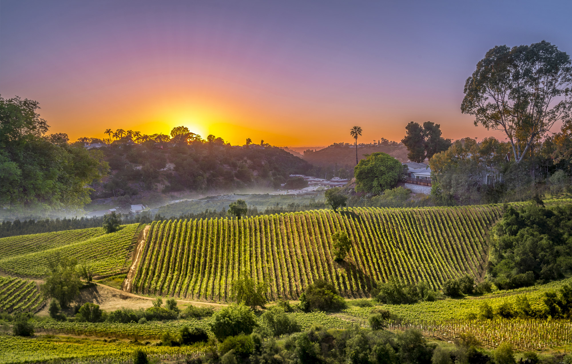 schroeder loscotoff slide grapes